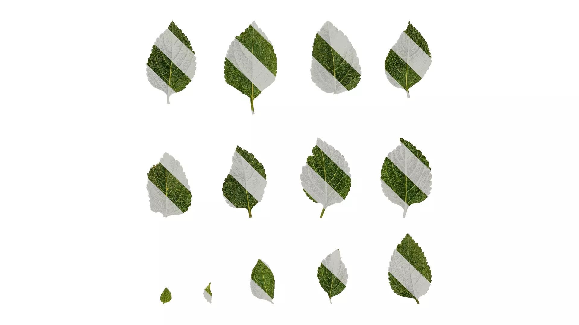 Anydrafts Lantana camara Leaf 01 Texture_0