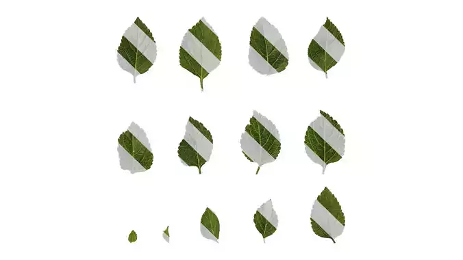 Anydrafts Lantana camara Leaf 01