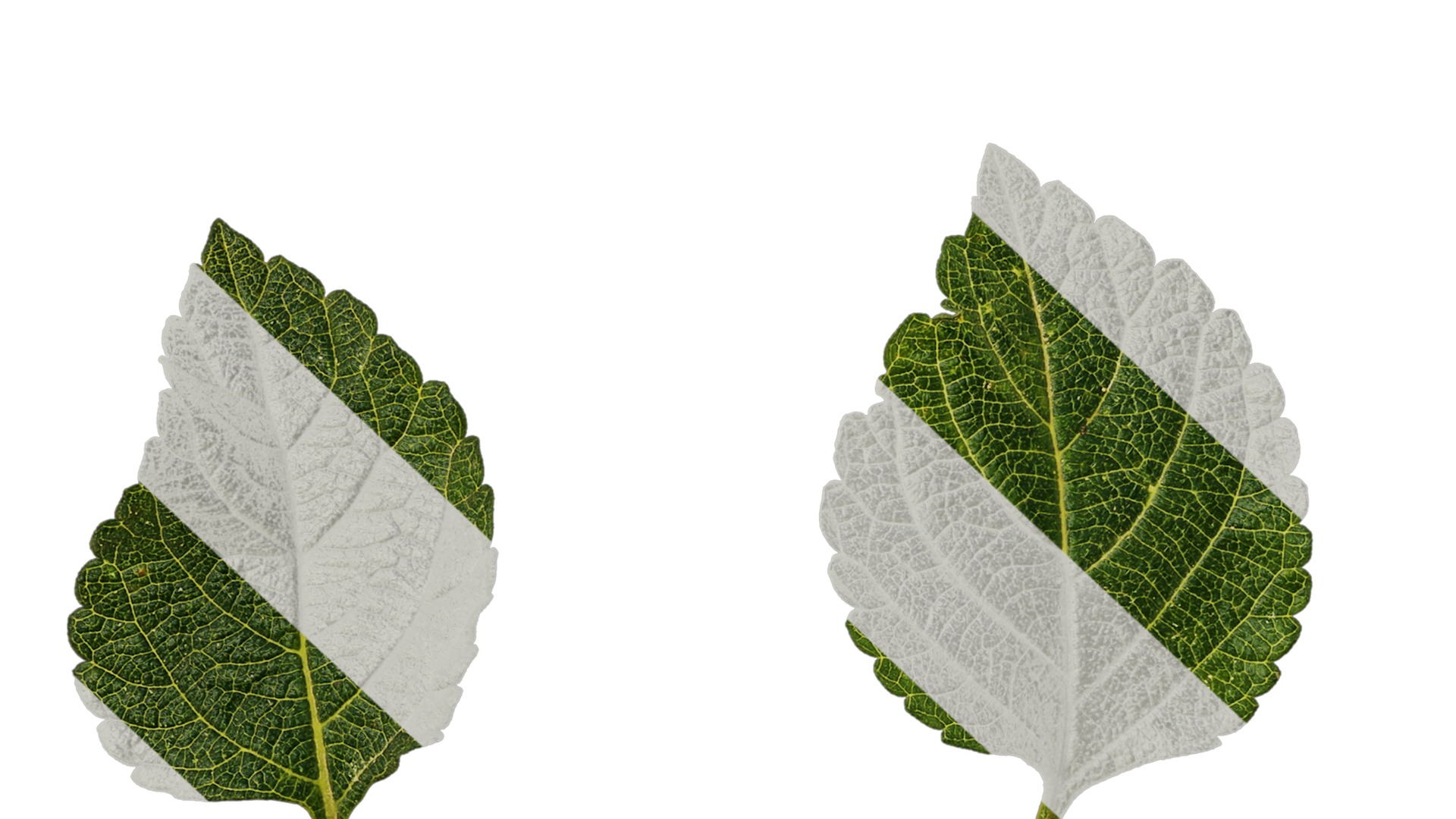 Anydrafts Lantana camara Leaf 01 Texture_7