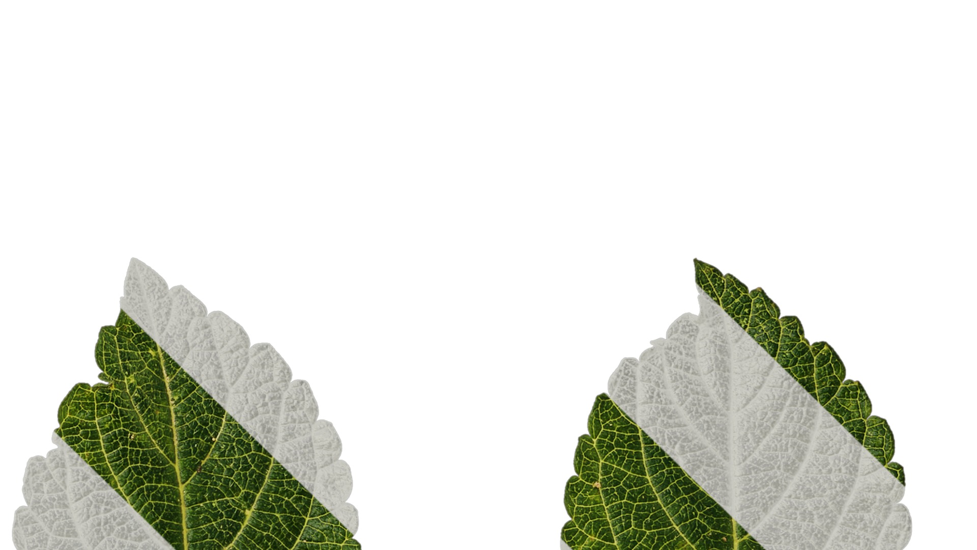 Anydrafts Lantana camara Leaf 01 Texture_4