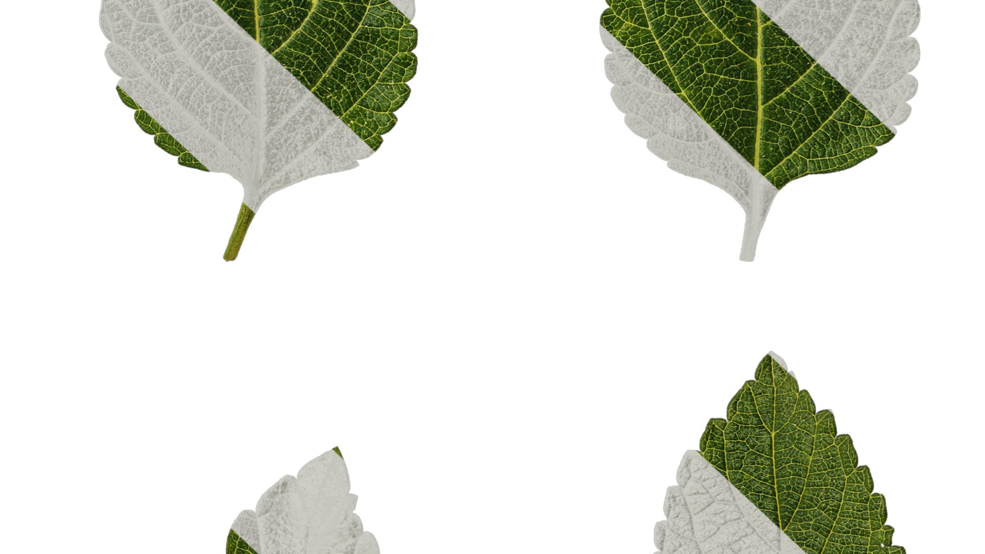 Anydrafts Lantana camara Leaf 01 Texture_6