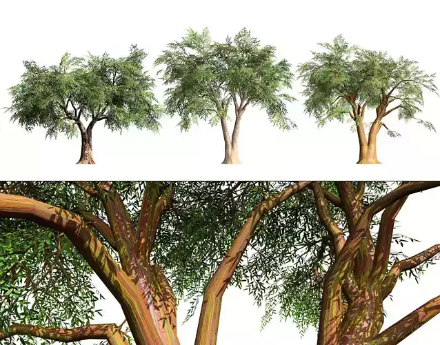 Realistic Eucalyptus Tree 3D Model