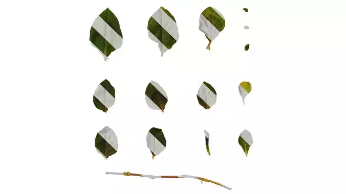 Anydrafts Persicaria capitata Leaf 03