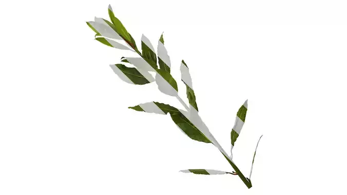 Anydrafts Laurus nobilis Atlas 03