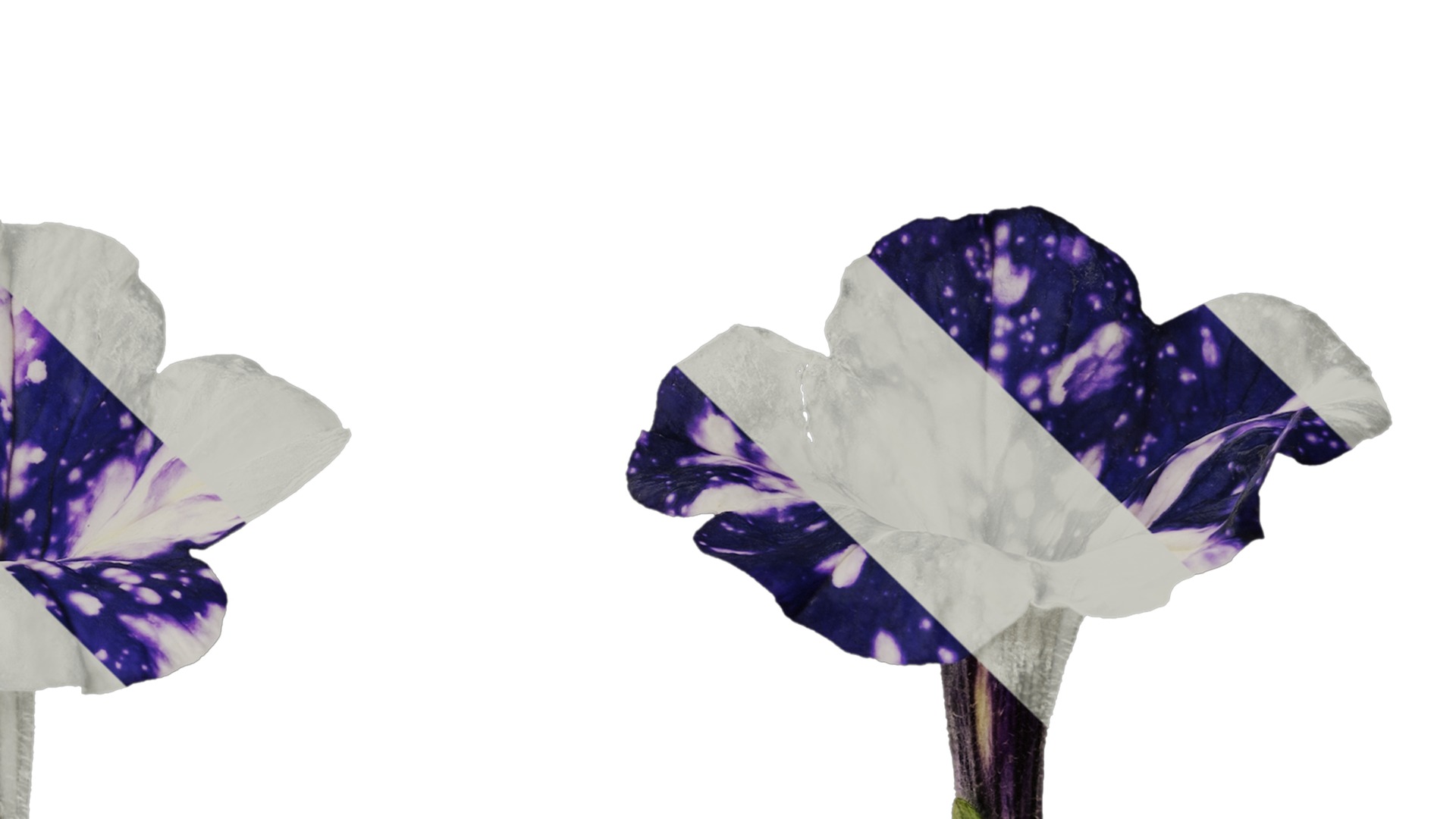 Anydrafts Petunia night sky Flower 02 Texture_4