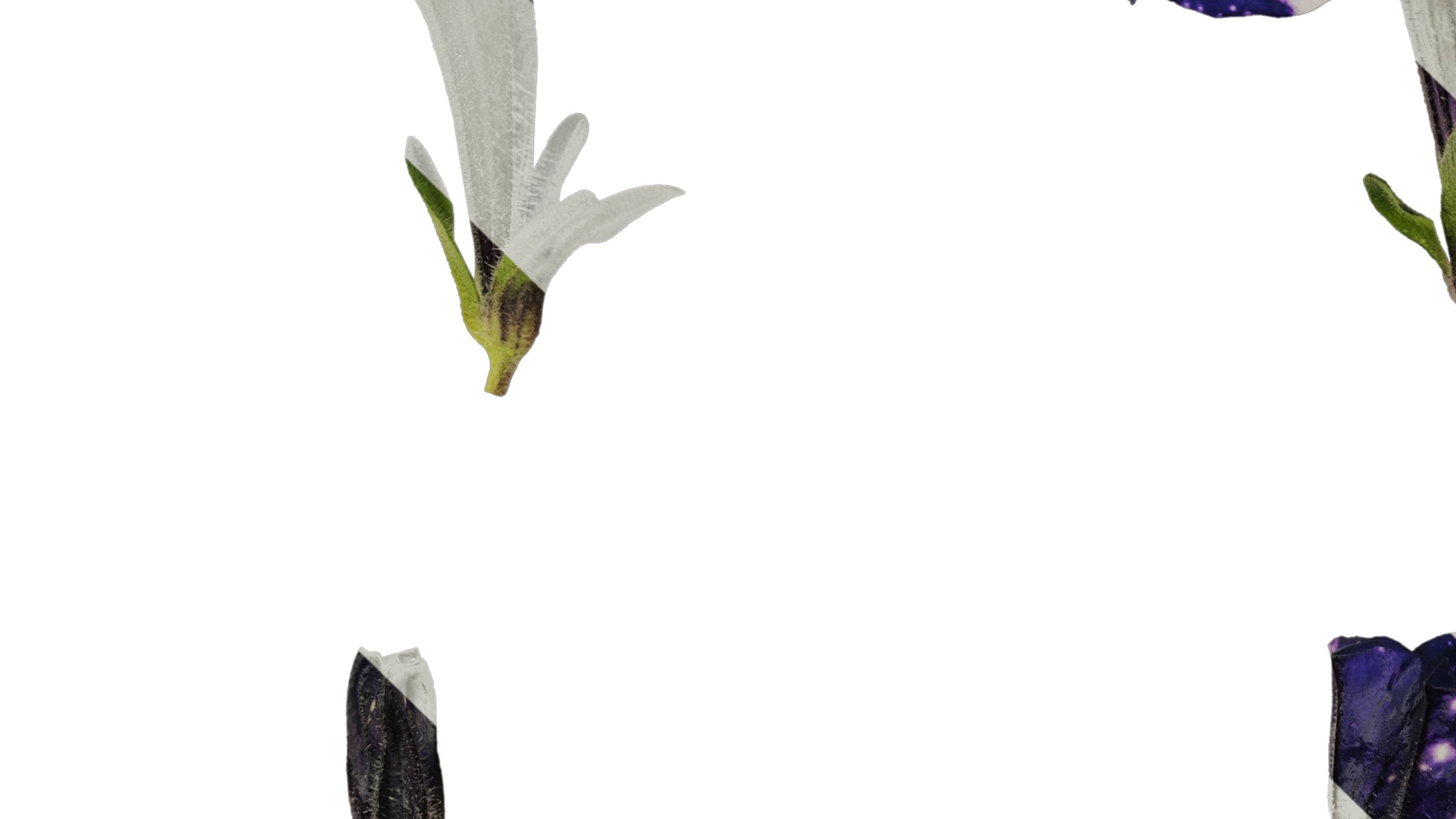 Anydrafts Petunia night sky Flower 02 Texture_5