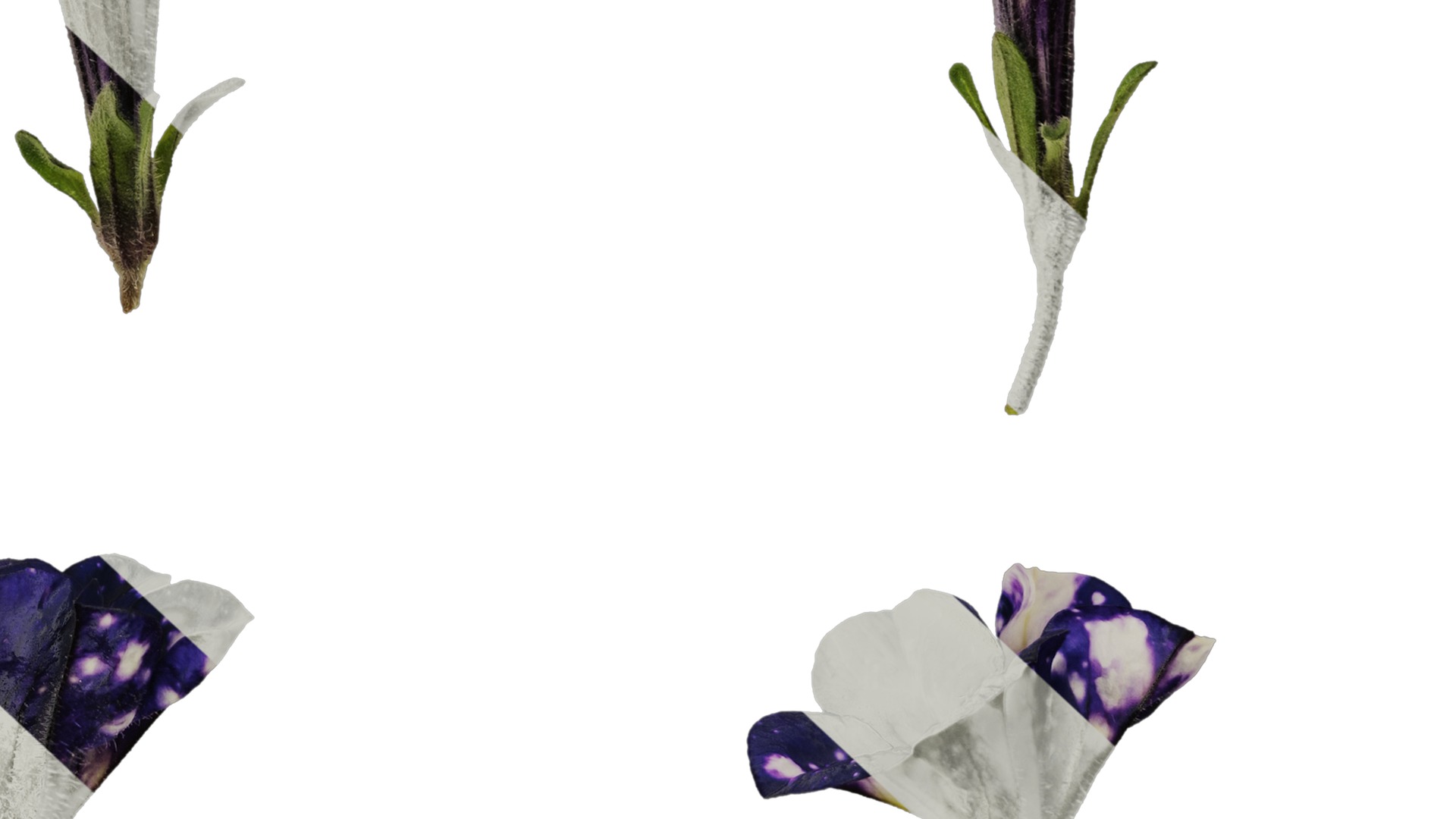 Anydrafts Petunia night sky Flower 02 Texture_6