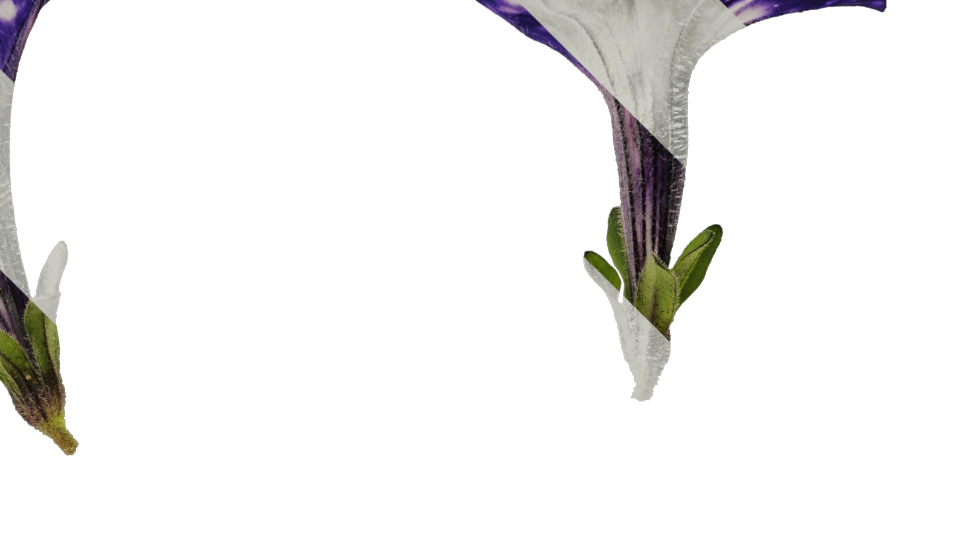 Anydrafts Petunia night sky Flower 02 Texture_2