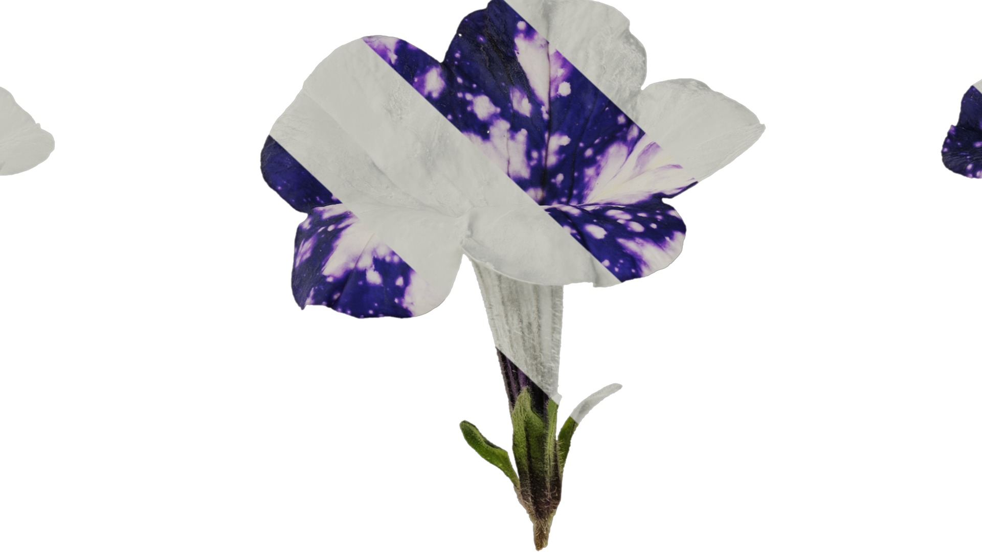 Anydrafts Petunia night sky Flower 02 Texture_7