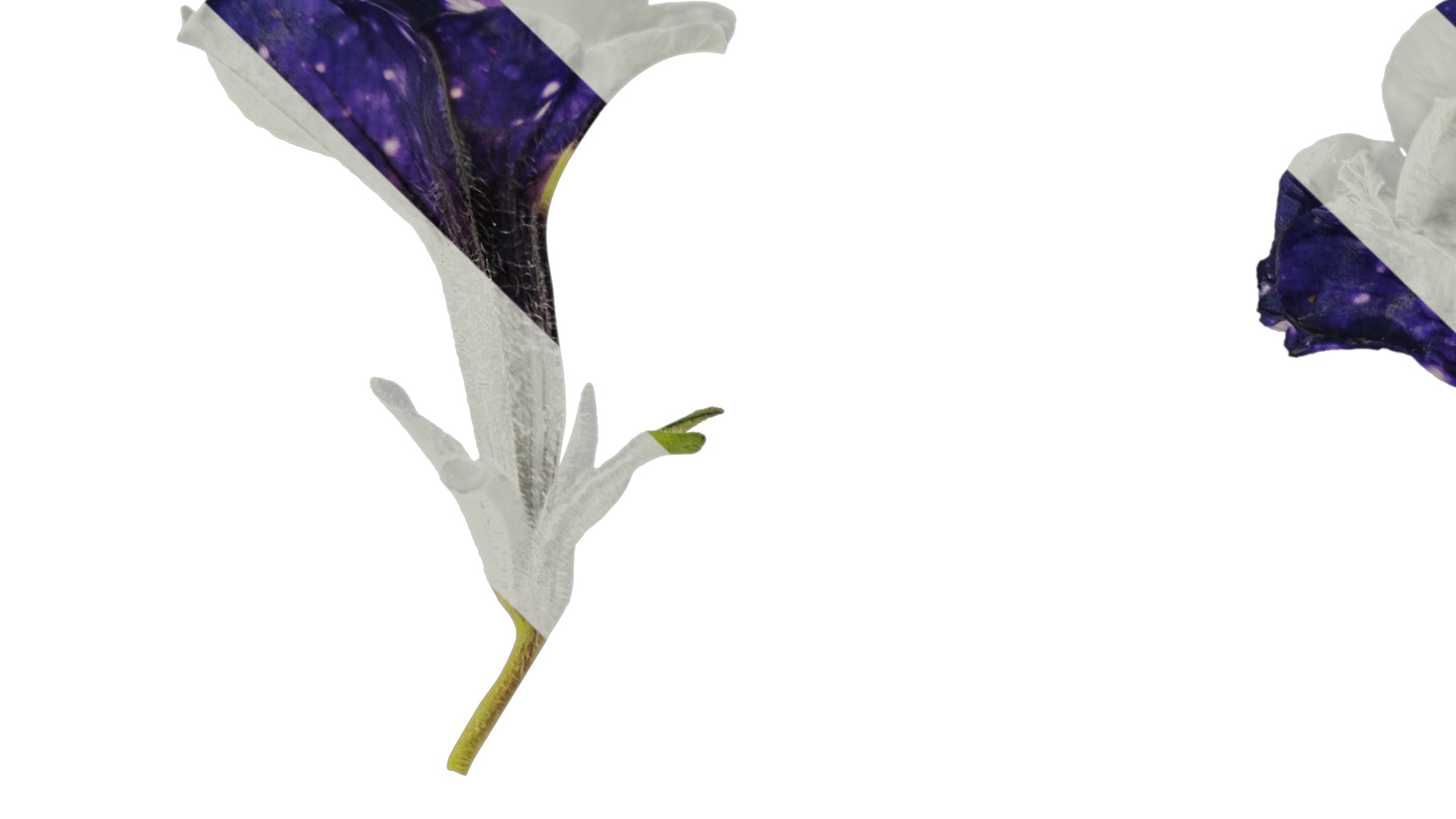 Anydrafts Petunia night sky Flower 02 Texture_1