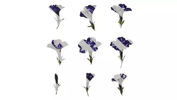 Anydrafts Petunia night sky Flower 02