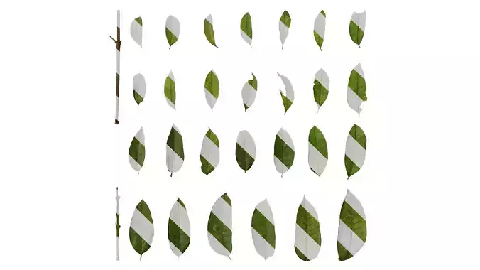 Anydrafts Laurus nobilis Leaf 01