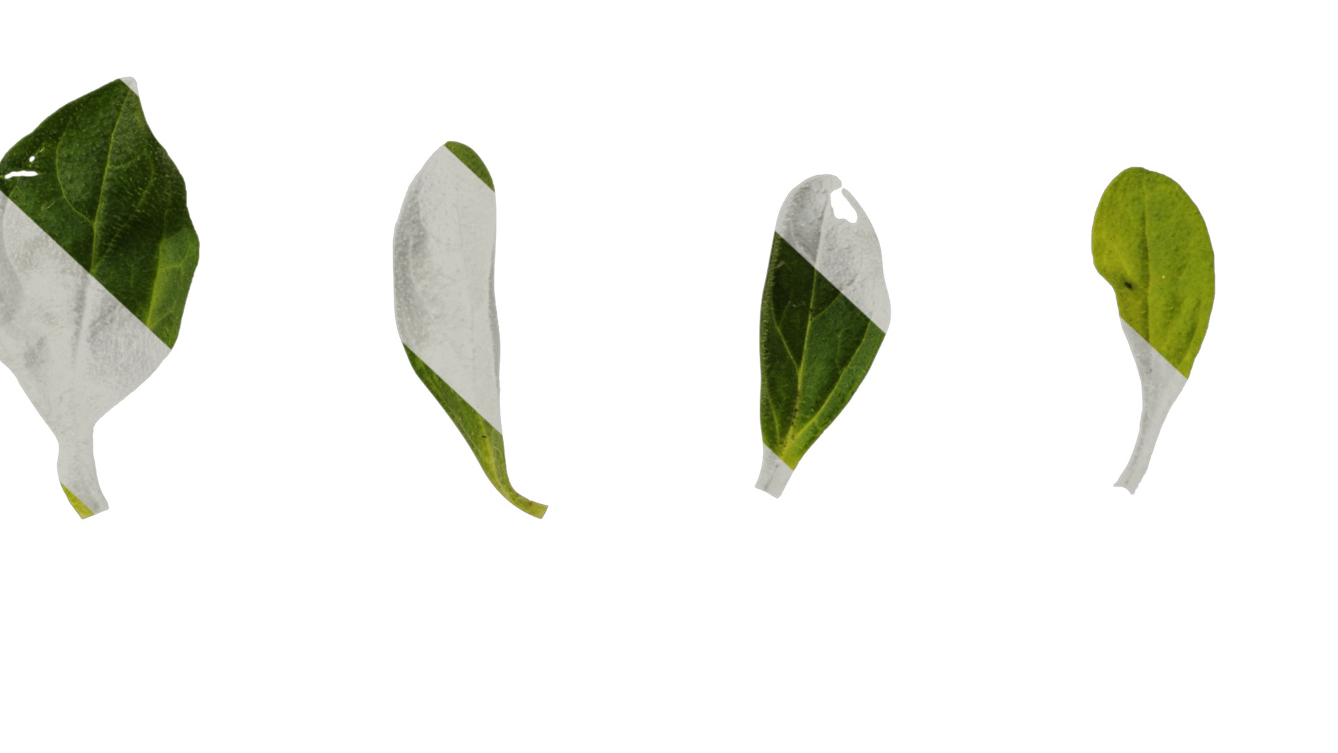 Anydrafts Petunia night sky Leaf 01 Texture_6