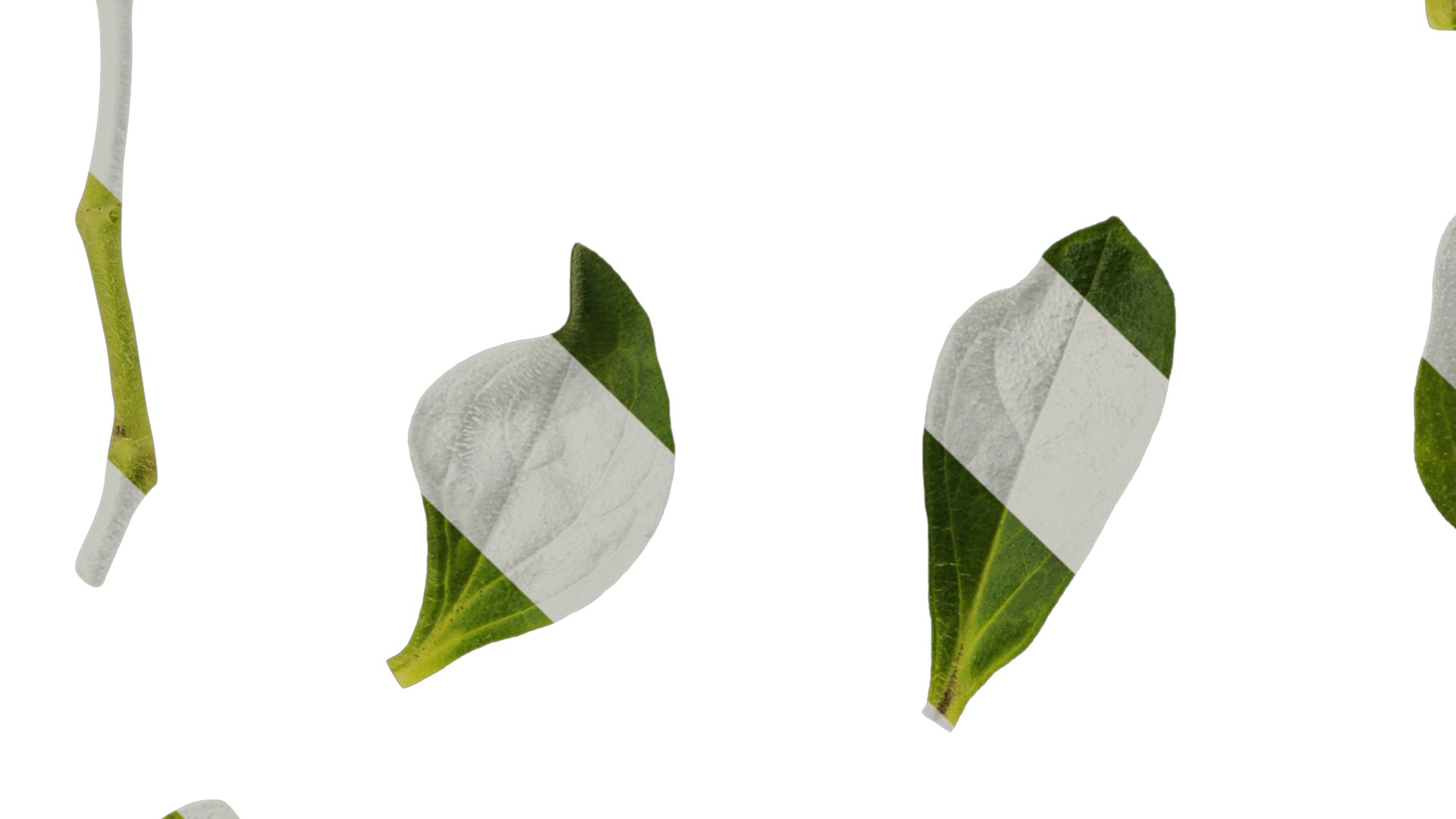 Anydrafts Petunia night sky Leaf 01 Texture_3