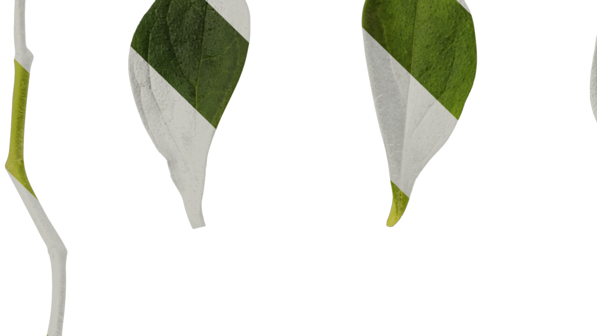 Anydrafts Petunia night sky Leaf 01 Texture_1