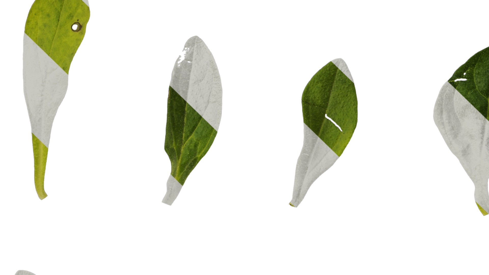 Anydrafts Petunia night sky Leaf 01 Texture_5