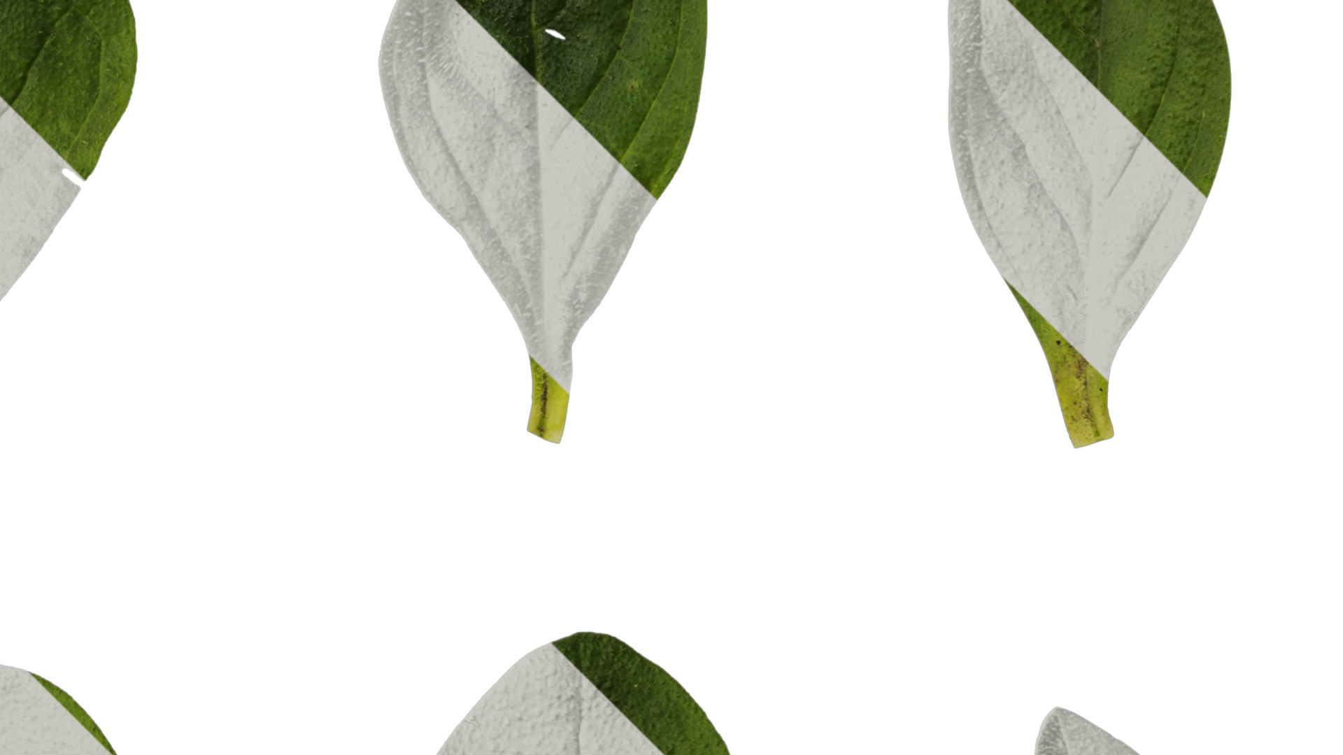 Anydrafts Petunia night sky Leaf 01 Texture_2