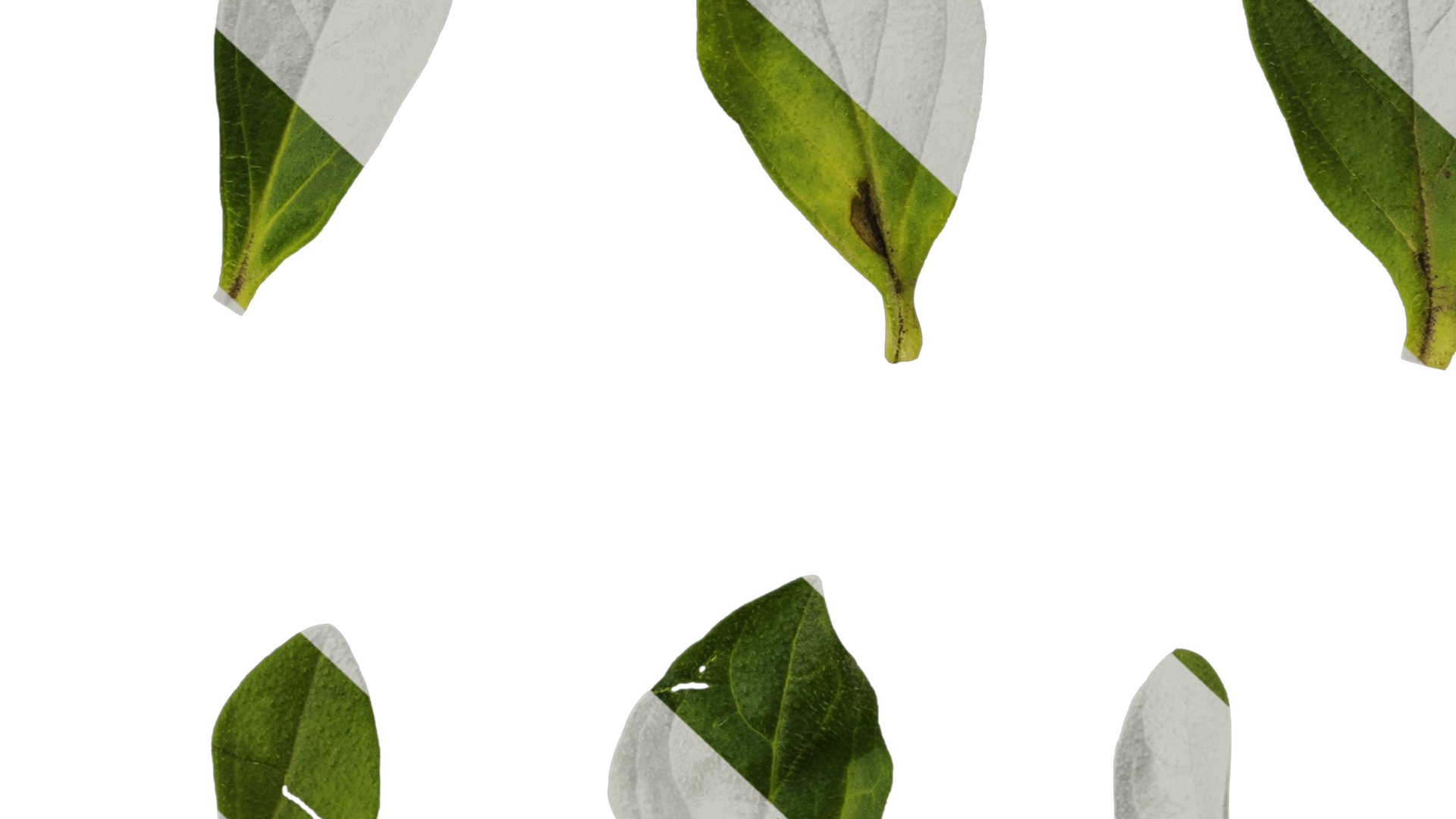 Anydrafts Petunia night sky Leaf 01 Texture_7