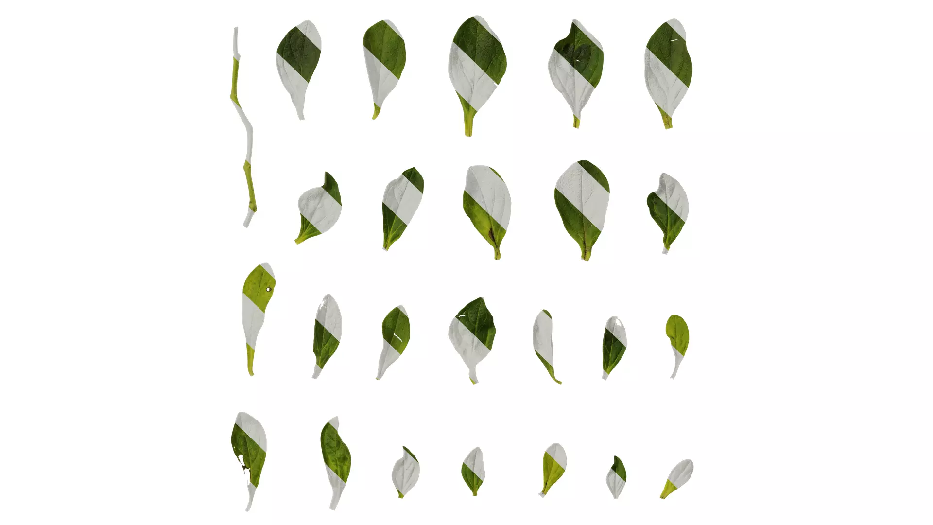 Anydrafts Petunia night sky Leaf 01 Texture_0