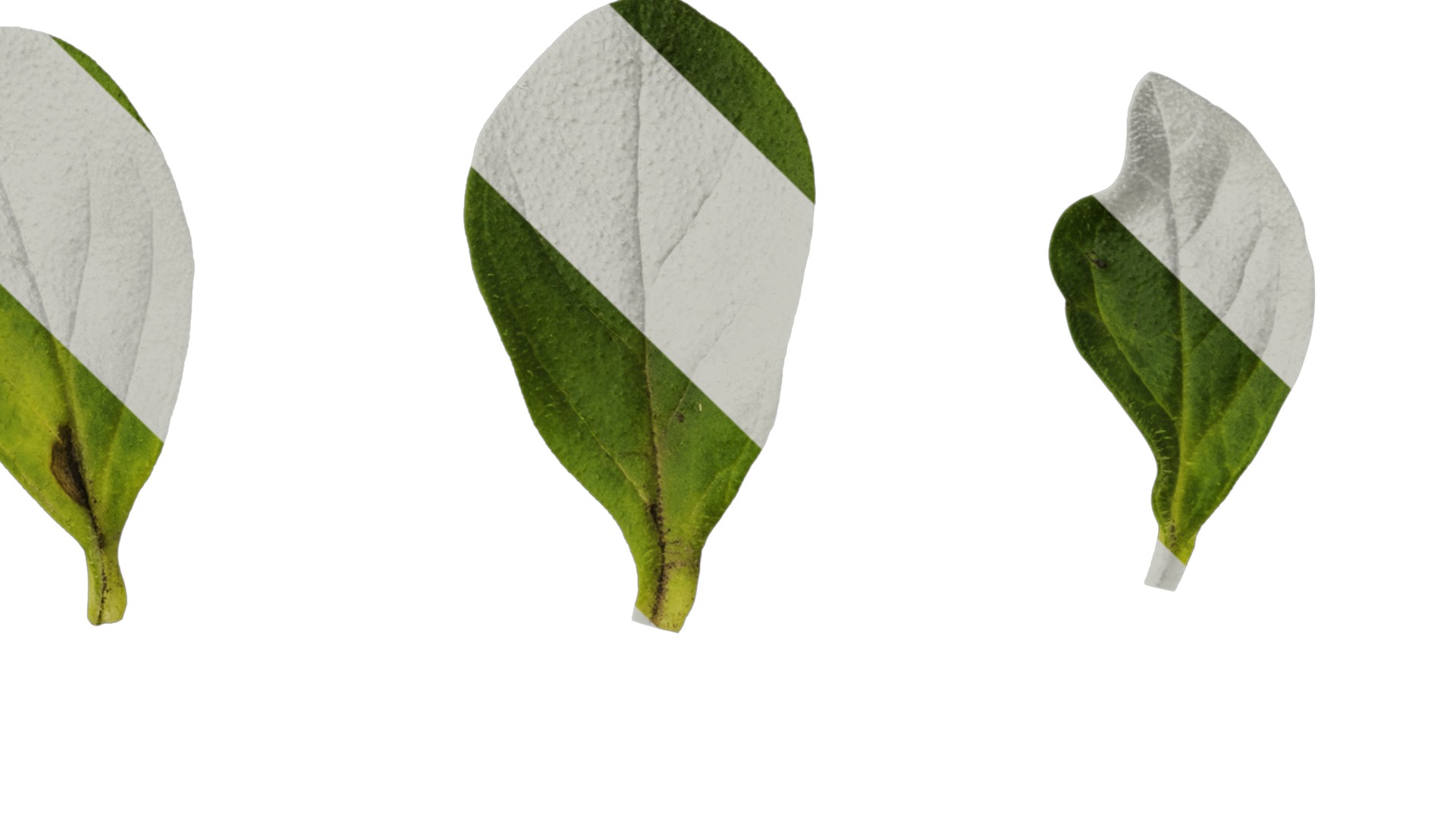 Anydrafts Petunia night sky Leaf 01 Texture_4