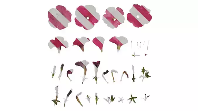 Anydrafts Petunia x atkinsiana Atlas 04