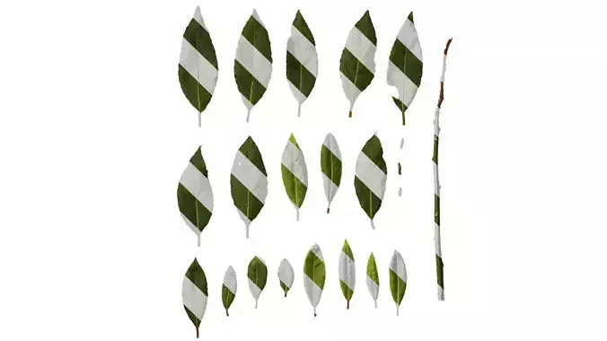 Anydrafts Laurus nobilis Leaf 02