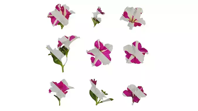 Anydrafts Petunia x atkinsiana Atlas 07