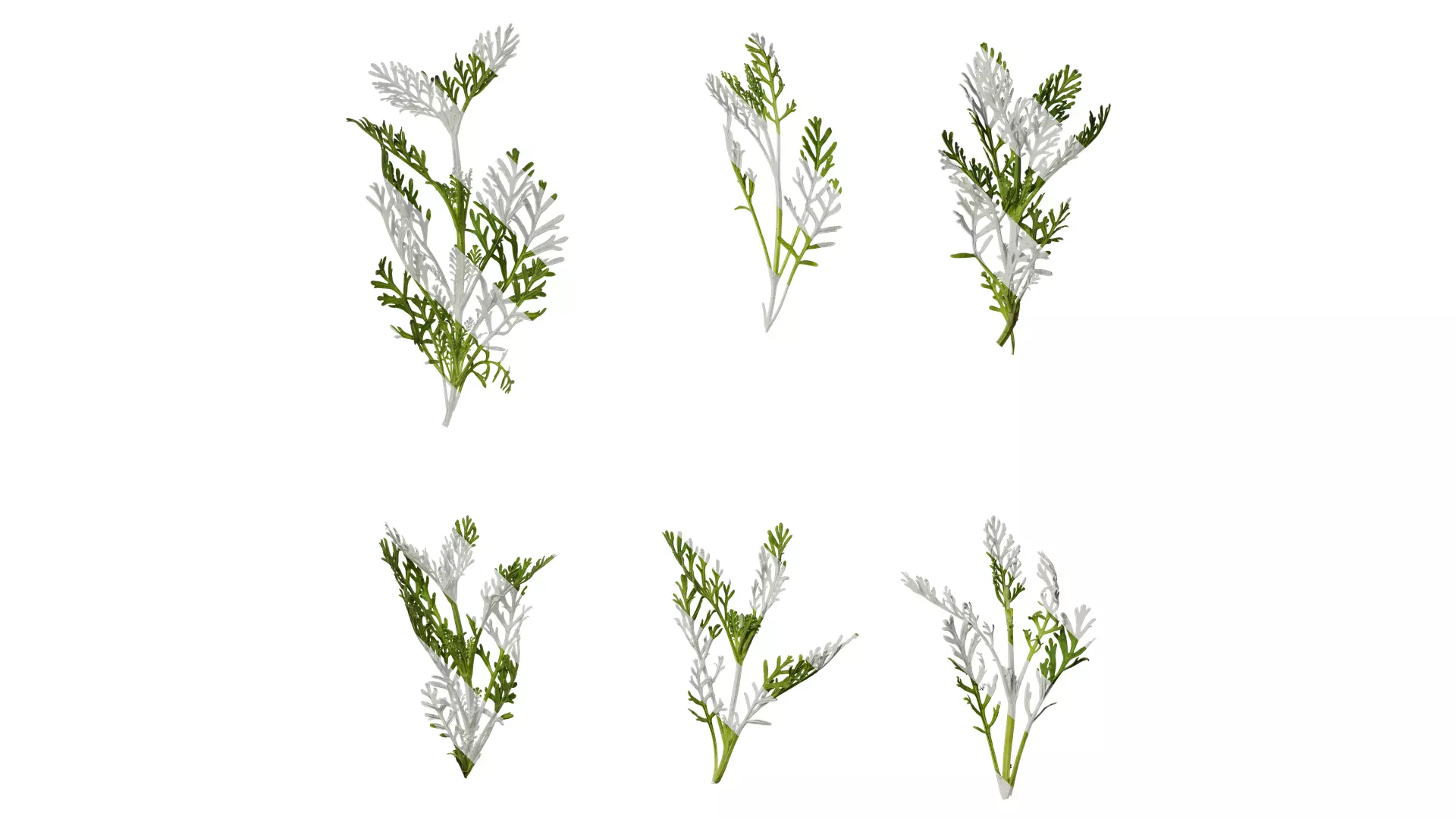 Anydrafts Lavandula pinnata Atlas 01 Texture