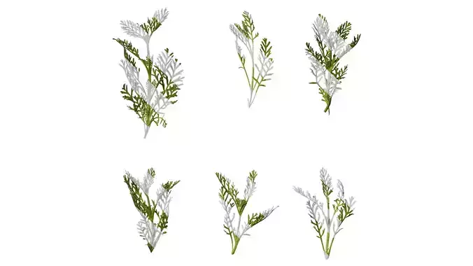 Anydrafts Lavandula pinnata Atlas 01