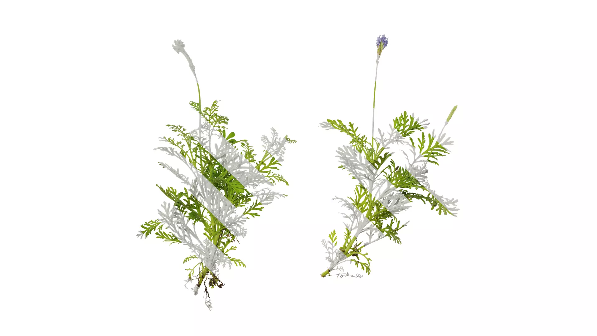Anydrafts Lavandula pinnata Atlas 02 Texture