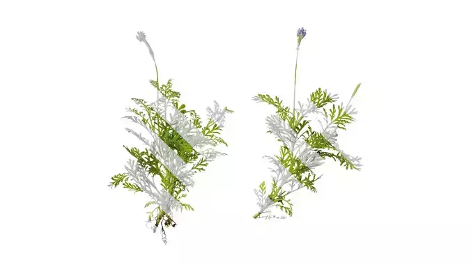 Anydrafts Lavandula pinnata Atlas 02