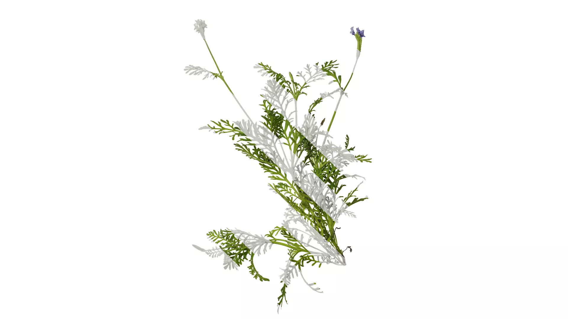 Anydrafts Lavandula pinnata Atlas 03 Texture