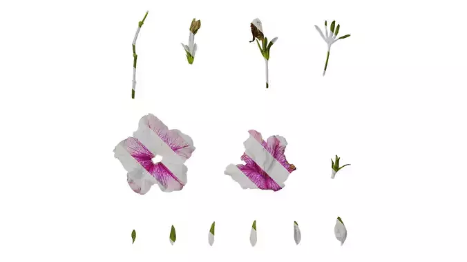 Anydrafts Petunia x atkinsiana Atlas 11