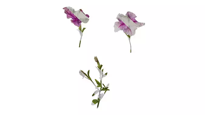 Anydrafts Petunia x atkinsiana Atlas 12