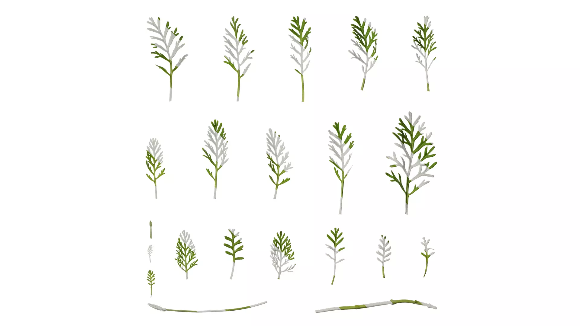Anydrafts Lavandula pinnata Leaf 01 Texture