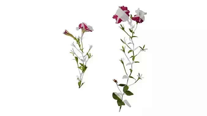 Anydrafts Petunia x atkinsiana Atlas 13