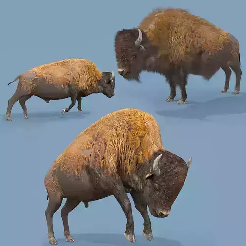 Pro Bison 8K - 3d animated 3D model