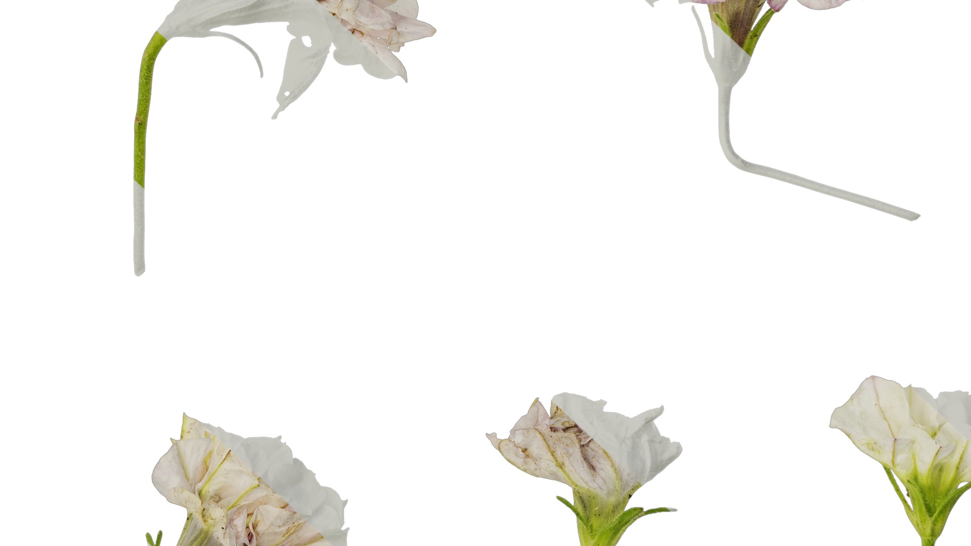 Anydrafts Petunia x atkinsiana Flower 08 Texture_7