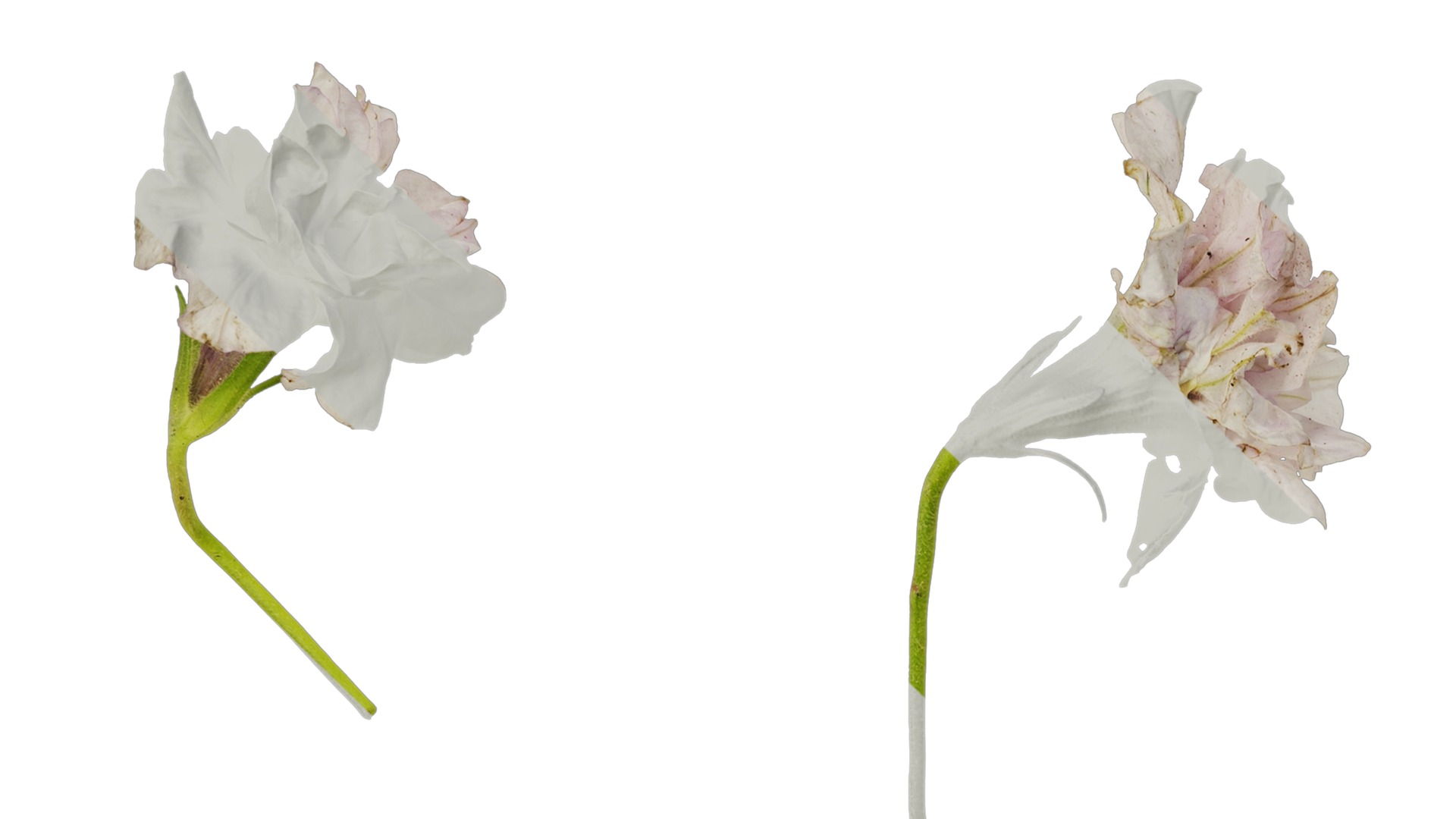 Anydrafts Petunia x atkinsiana Flower 08 Texture_3