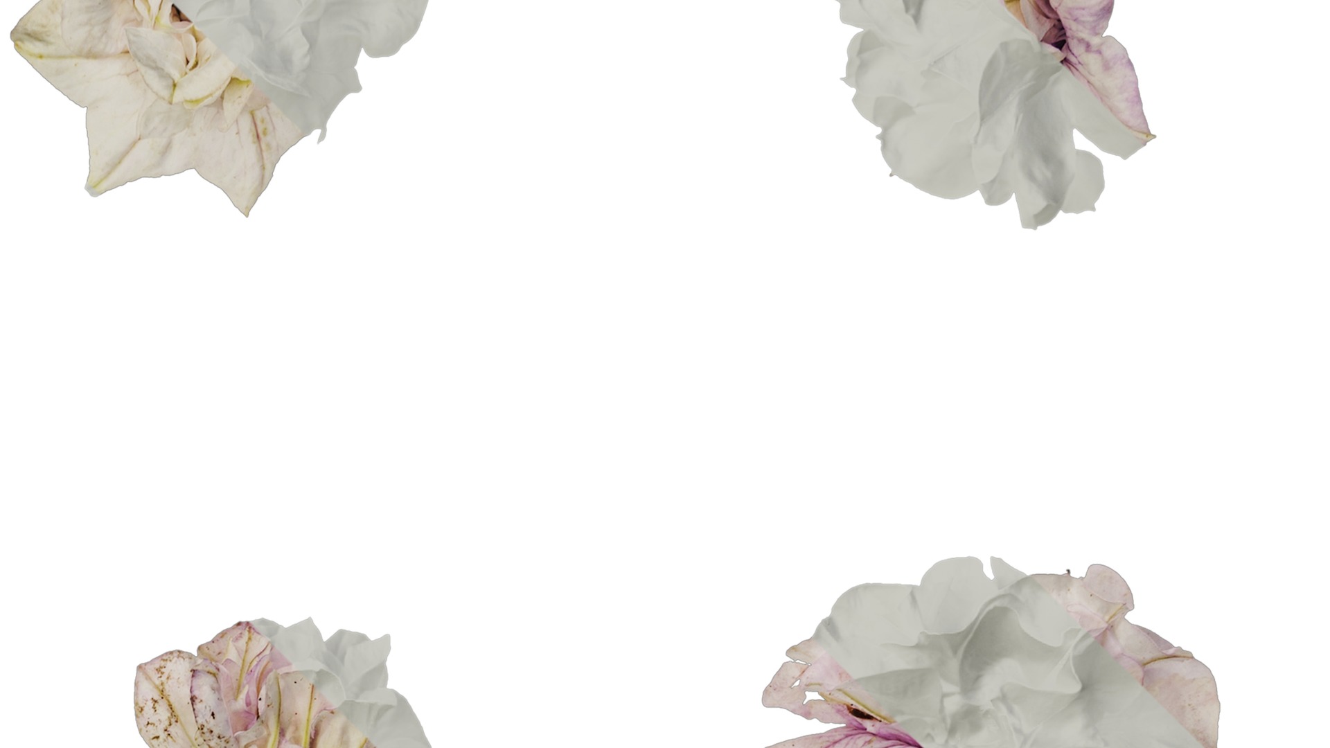 Anydrafts Petunia x atkinsiana Flower 08 Texture_2