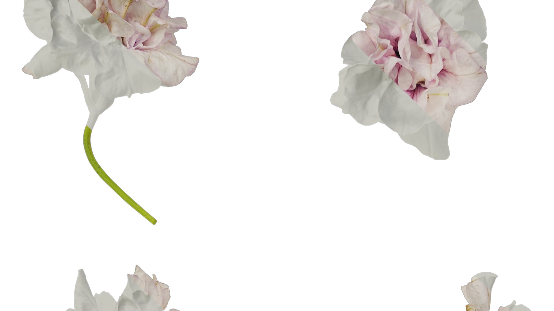 Anydrafts Petunia x atkinsiana Flower 08 Texture_1