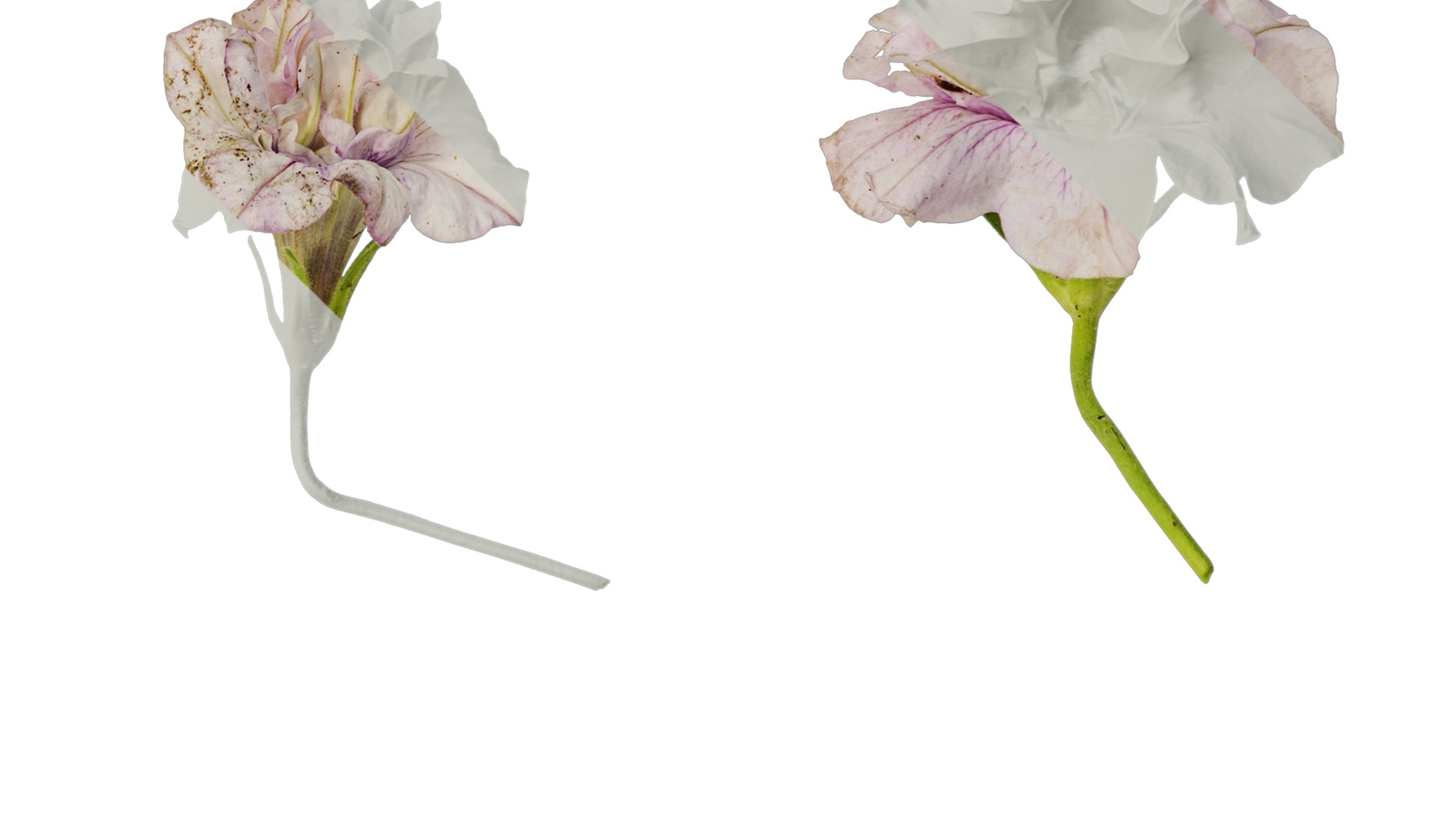 Anydrafts Petunia x atkinsiana Flower 08 Texture_4