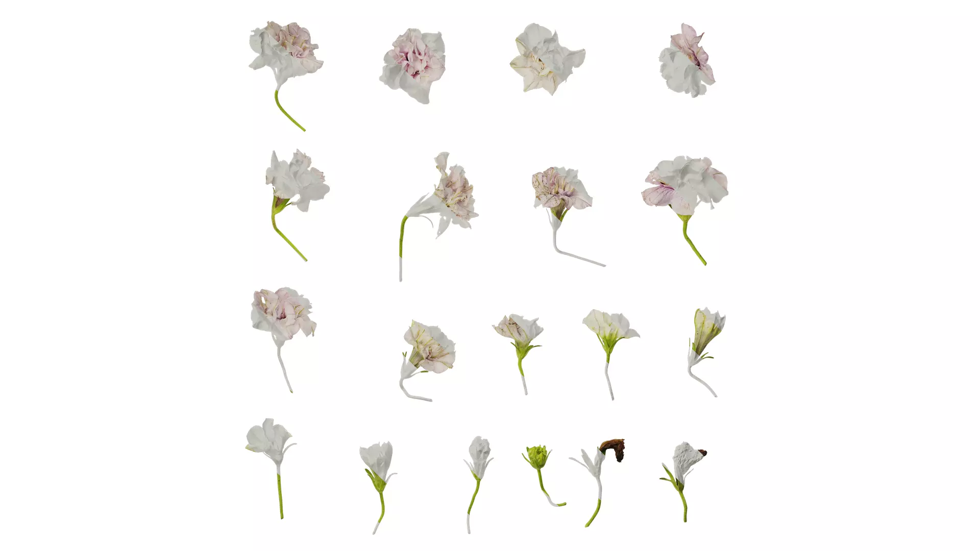 Anydrafts Petunia x atkinsiana Flower 08 Texture_0