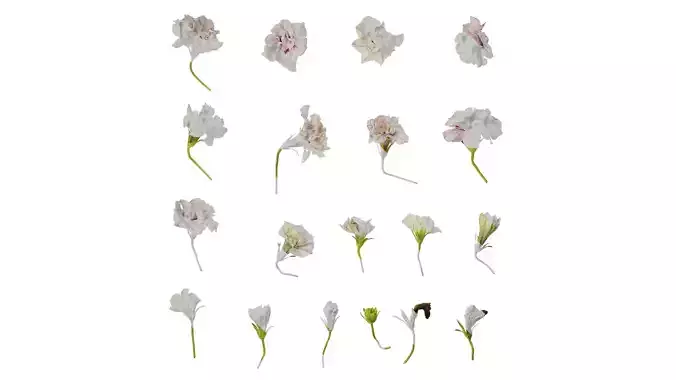 Anydrafts Petunia x atkinsiana Flower 08