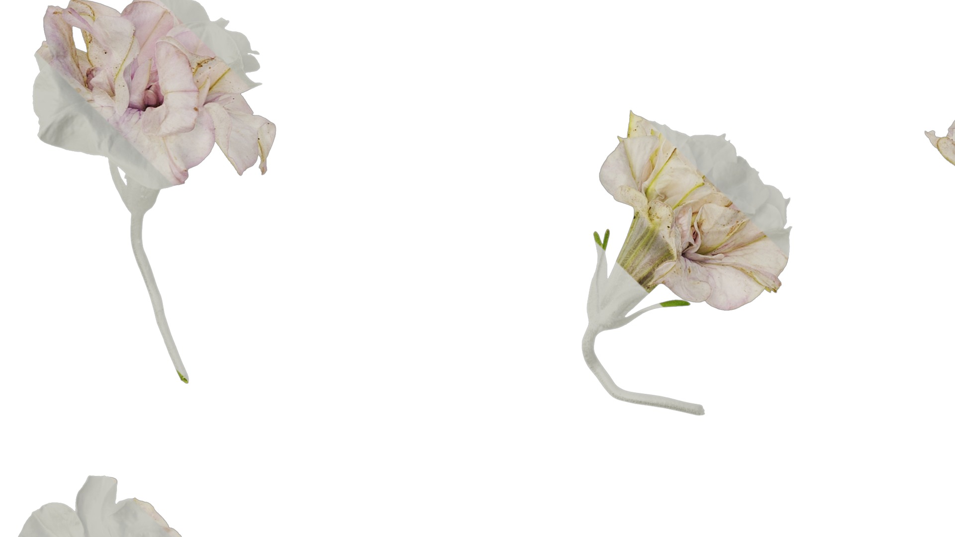 Anydrafts Petunia x atkinsiana Flower 08 Texture_5