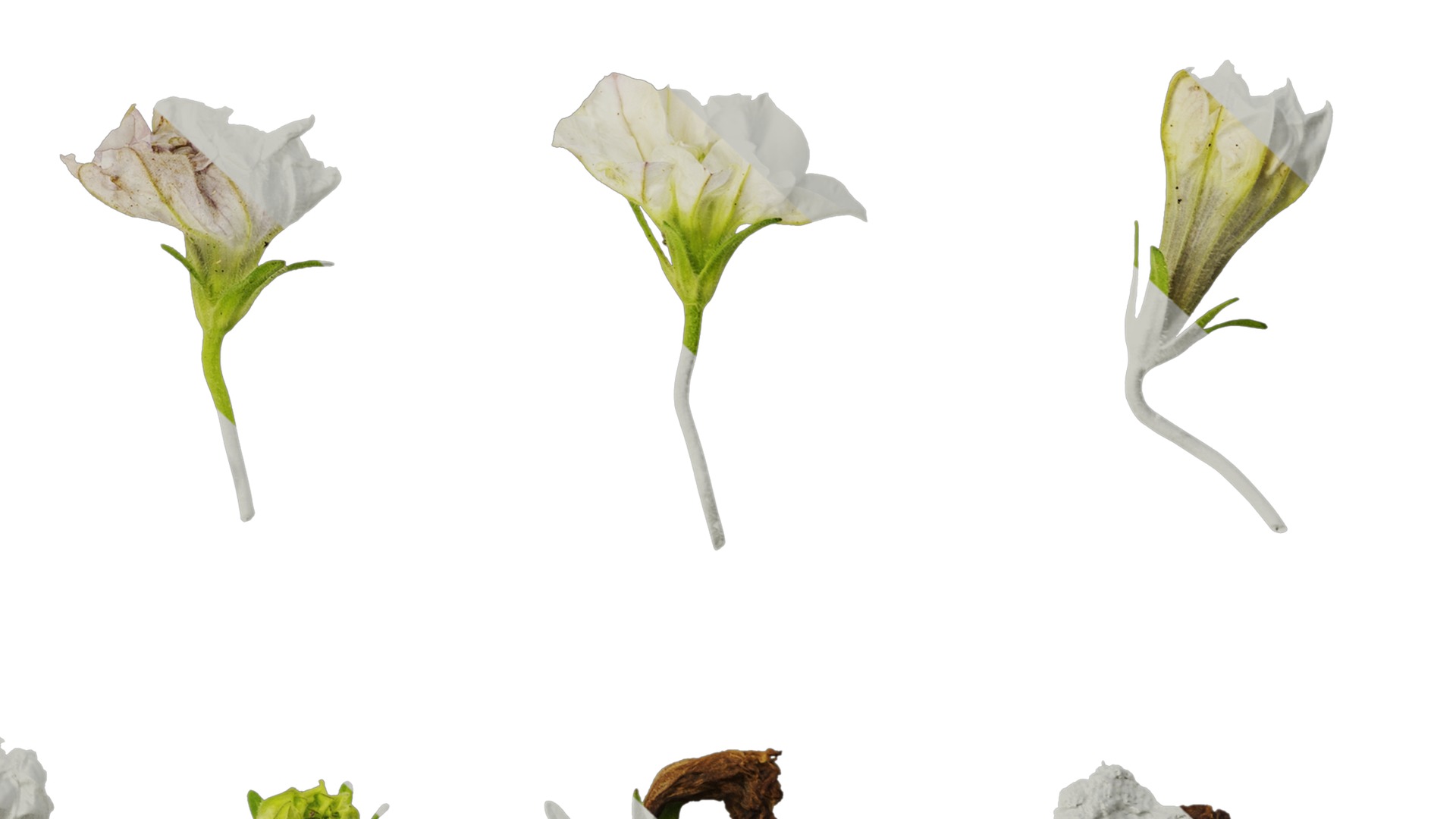 Anydrafts Petunia x atkinsiana Flower 08 Texture_6