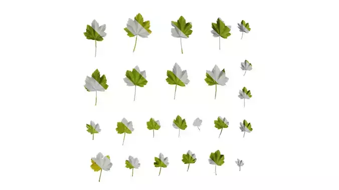 Anydrafts Lavatera maritima Leaf 01