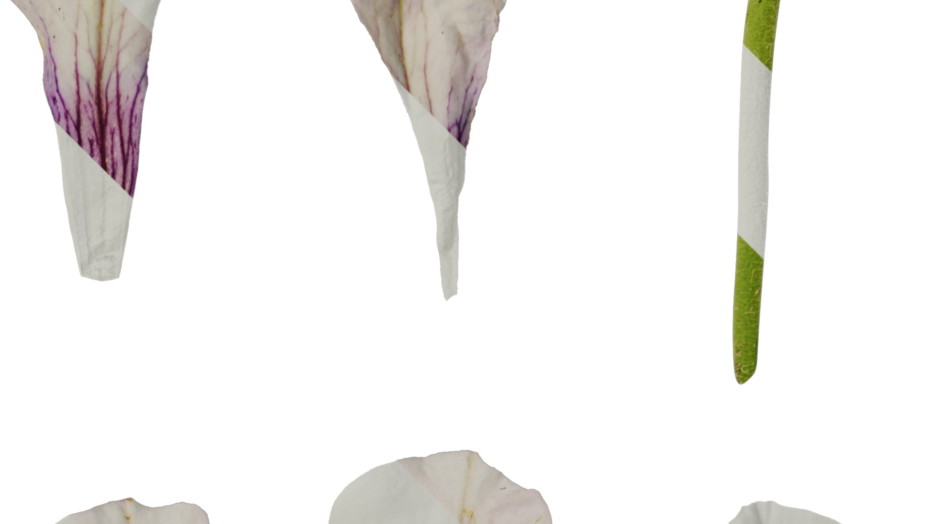 Anydrafts Petunia x atkinsiana Flower 09 Texture_2