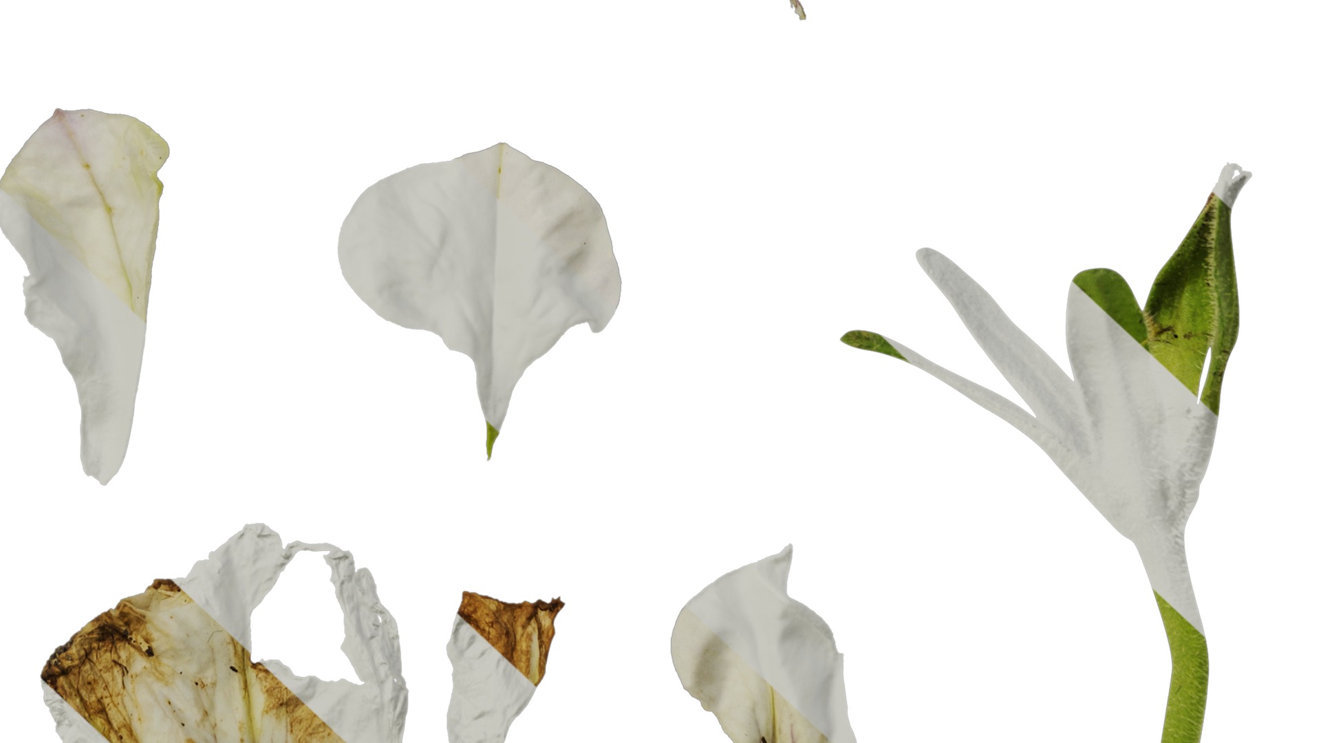 Anydrafts Petunia x atkinsiana Flower 09 Texture_6