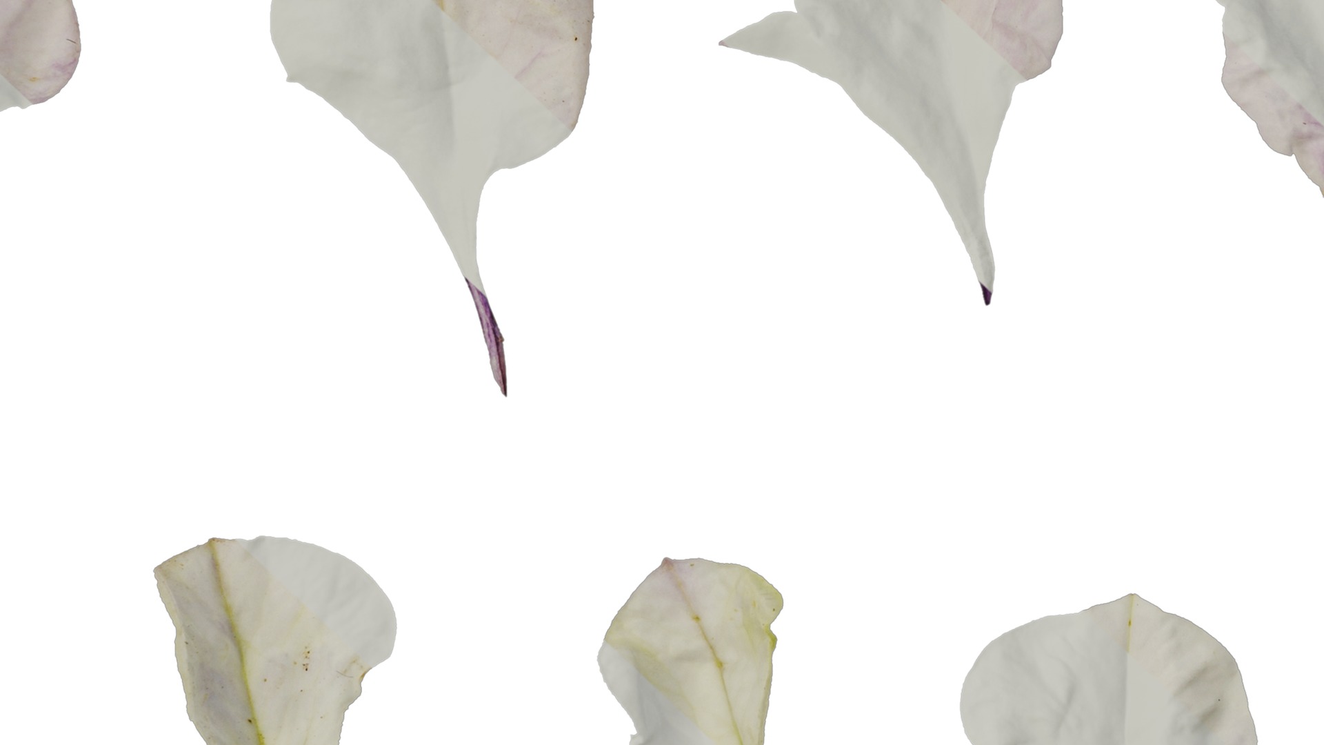 Anydrafts Petunia x atkinsiana Flower 09 Texture_7